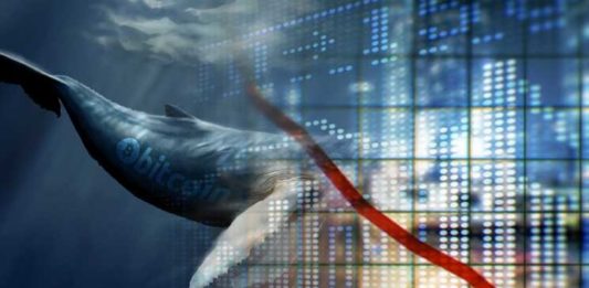 Whales in a Bear Market Institutional Investments are Increasing in Sluggish Crypto Markets