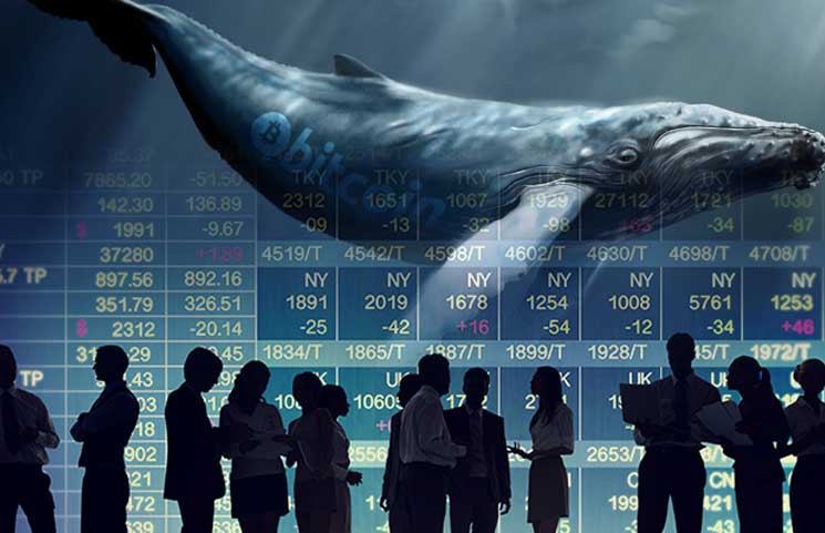 Bitcoin whale watch oscar odds sports betting online