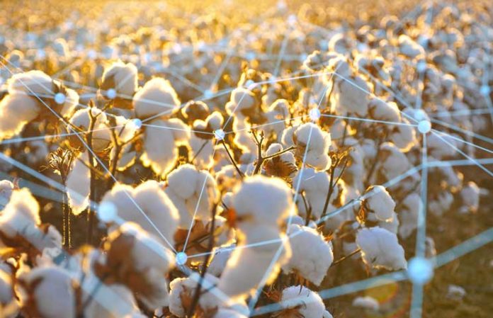 Blockchain-Could-Soon-Be-Used-to-Trace-Organic-Cotton-Thanks-to-Bext360-Agricultural-Project Blockchain Could Soon Be Used to Trace Organic Cotton Thanks to Bext360 Agricultural Project