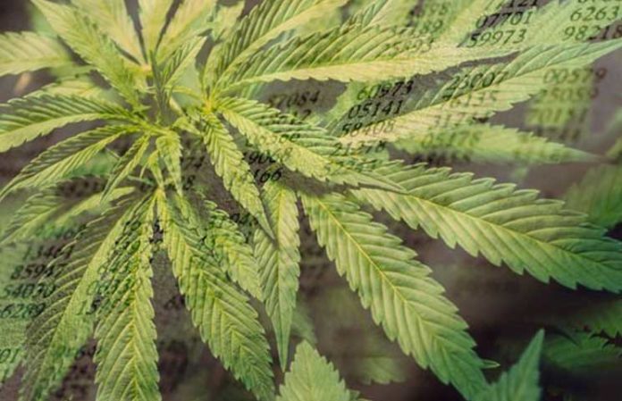 California-Lawmakers-Introduce-Assembly-Bill-953-for-Cannabis-Companies-to-Use-Stablecoins-for-Payments California-Lawmakers-Introduce-Assembly-Bill-953-for-Cannabis-Companies-to-Use-Stablecoins-for-Payments