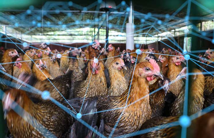 using blockchain technology to monitor chickens