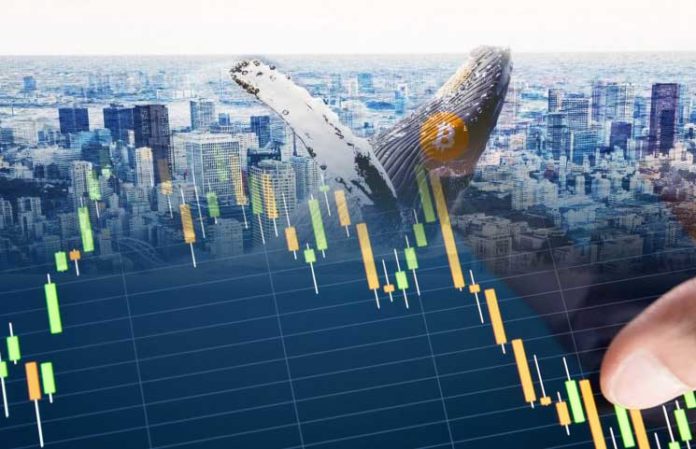 Top Ten Bitcoin Whales: Analyzing Wallet Addresses Holding the Most BTC Value Amounts Top Ten Bitcoin Whales: Analyzing Wallet Addresses Holding the Most BTC Value Amounts