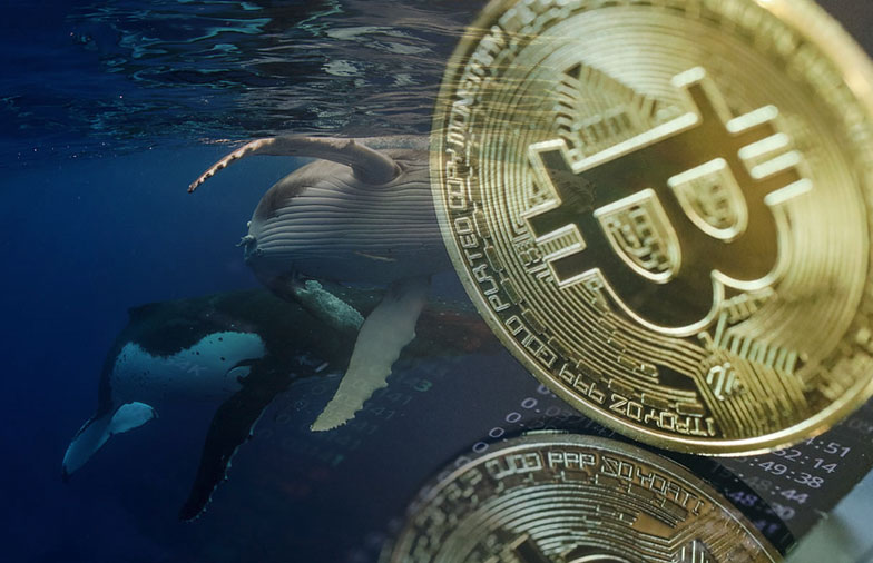 Bitcoin whale обмен биткоин в банках кургана